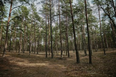 İlkbaharda sabah güneşinde orman