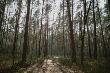 İlkbaharda sabah güneşinde orman