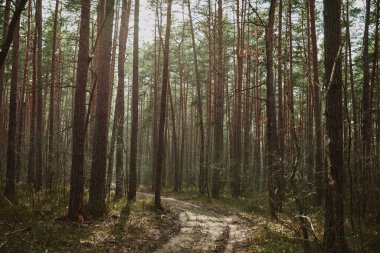 İlkbaharda sabah güneşinde orman