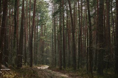 İlkbaharda sabah güneşinde orman
