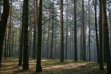 Ukrayna 'nın yeşil orman ormanındaki patika.