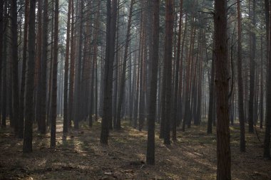 Ukrayna 'nın yeşil orman ormanındaki patika.