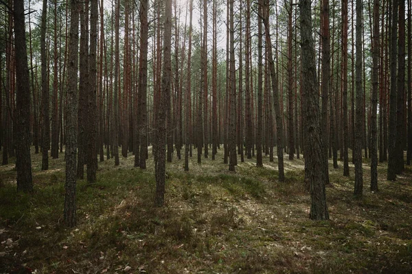 İlkbaharda sabah güneşinde orman