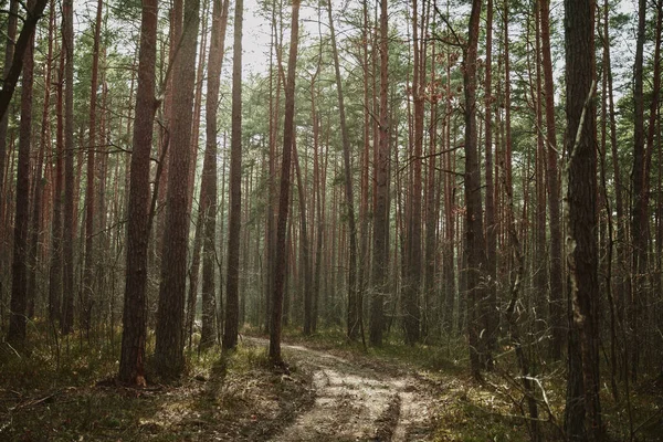 İlkbaharda sabah güneşinde orman