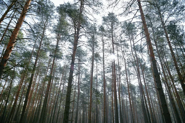 Voetpad Het Groene Bos Van Ochtend Oekraïne — Stockfoto