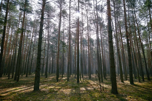 Pěšina Zelených Ranních Lesích Les Ukrajina — Stock fotografie