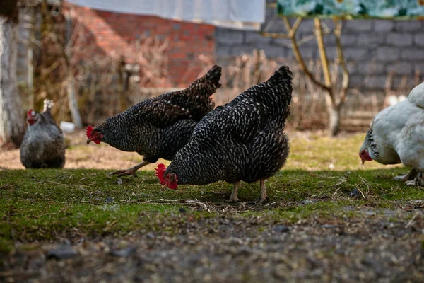 two black chicken grazing in the farm yard in the sun