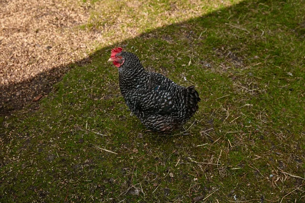 black chicken grazing in the farm yard in the sun