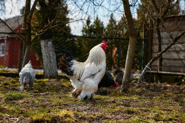White Rooster Walking Closely Farm Yard Spring — Stock Photo, Image