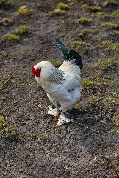 White Rooster Walking Closely Farm Yard Spring — Stock Photo, Image