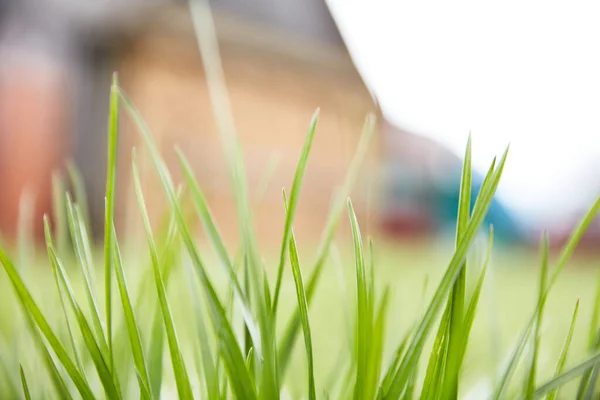 Green Grass Sunny Day Blurred House Background — Zdjęcie stockowe