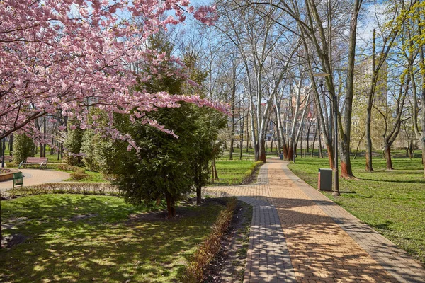 Primavera Parque Con Flores Rosadas Florecen — Foto de Stock