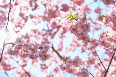 Mavi gökyüzü arka planında pembe çiçekler. Güneş ışığıyla yeşil yapraklarla kaplayın.