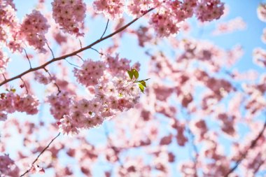 Mavi gökyüzü arka planında pembe çiçekler. Güneş ışığıyla yeşil yapraklarla kaplayın.