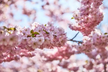 pink blossom on blue sky background close up with green leafs with sunshine