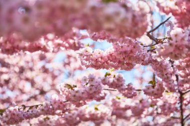 Mavi gökyüzü arka planında pembe çiçekler. Güneş ışığıyla yeşil yapraklarla kaplayın.