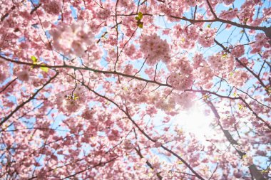 Mavi gökyüzü arka planında pembe çiçekler. Güneş ışığıyla yeşil yapraklarla kaplayın.