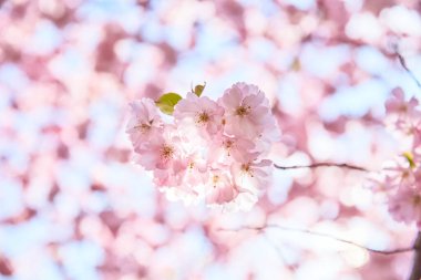 Pembe çiçek. Arka planda bulanıklık olan ağaca yakın dur.