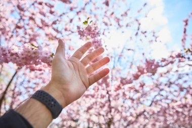 Arka planda pembe çiçek ağacı ve açık mavi gökyüzü.