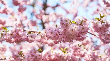 pink cherry blossoms on tree with sun light panorama