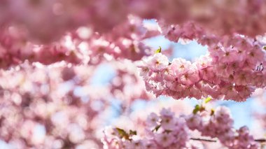 Ağaçta pembe kiraz çiçekleri ve güneş ışığı manzarası.