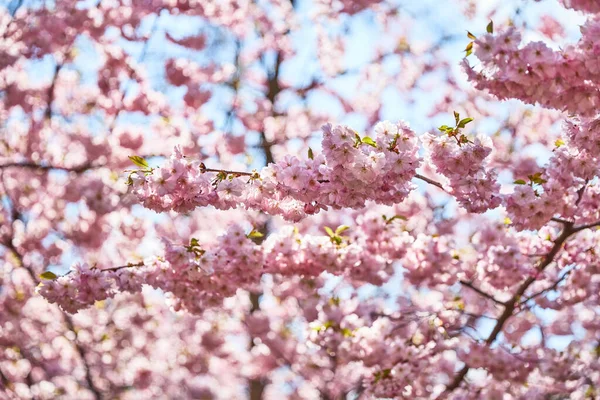 Mavi gökyüzü arka planında pembe çiçekler. Güneş ışığıyla yeşil yapraklarla kaplayın.