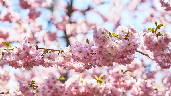 pink cherry blossoms on tree with sun light panorama