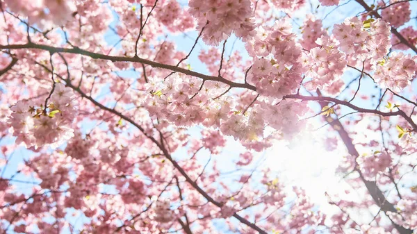 Ağaçta pembe kiraz çiçekleri ve güneş ışığı manzarası.
