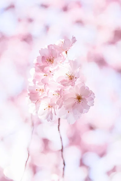 Pink Blossom Close Tree Blurred Background Stok Foto Bebas Royalti