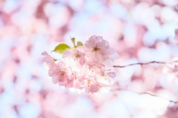 Pink Blossom Close Tree Blurred Background Stok Gambar
