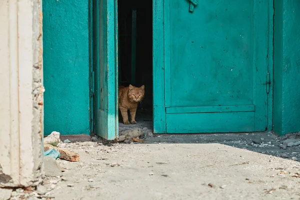 2022 Ukrayna 'daki Rus birliklerinin işgalinden sonra bir kızıl kedi imha edilmiş bir girişte saklanıyor.