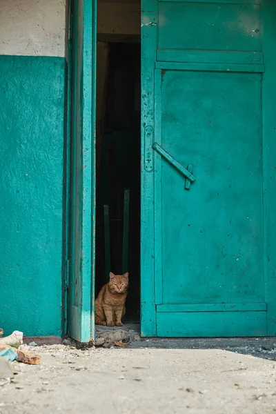 2022 Ukrayna 'daki Rus birliklerinin işgalinden sonra bir kızıl kedi imha edilmiş bir girişte saklanıyor.