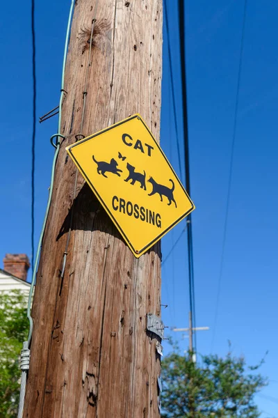 Kattenkruising Bord Een Utility Pole — Stockfoto