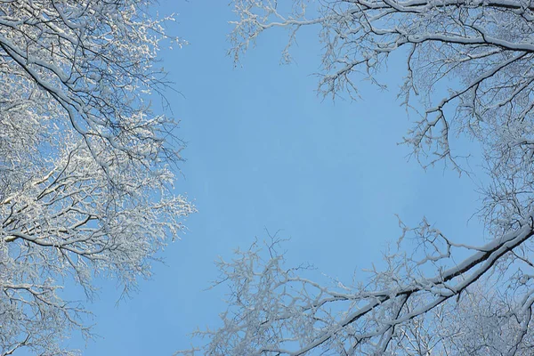 Yukarıda karla kaplı ağaç dalları arasında mavi gökyüzü, kış manzarası — Stok fotoğraf