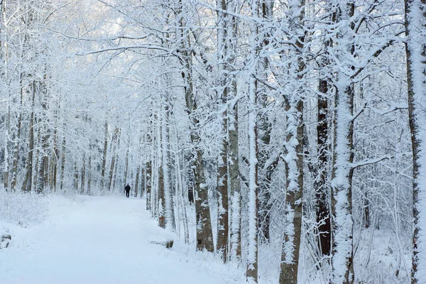 Sněhem pokrytá bílá stezka mezi stromy, zimní krajina — Stock fotografie
