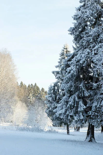 Sněhem pokryté jedle, stromy a keře v zimním parku, zimní krajina — Stock fotografie