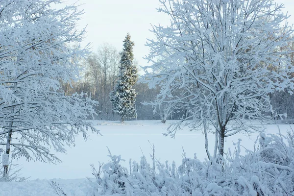 Pohled na vysoký vánoční strom přes zasněžené větve stromů, zimní krajina — Stock fotografie