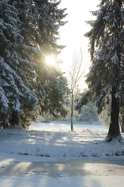 Úsvit v parku s jedlemi a stromy, slunce proniká větvemi, zimní krajina — Stock fotografie