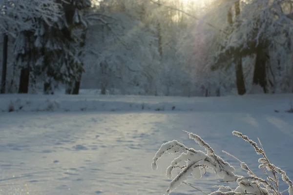 Čepel trávy zcela pokrytá mrazem a sněhem na pozadí zimní krajiny — Stock fotografie