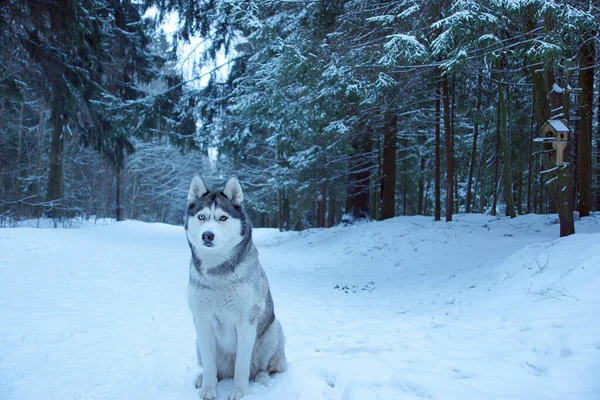 Een grijze husky hond zit op een pad in een park in de winter — Stockfoto