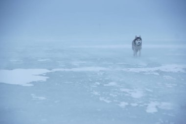 Husky köpeği, kışın körfezde, kar ve rüzgara doğru ağır buz üzerinde yürür..