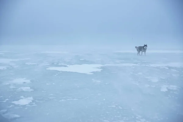 Husky Chien Promène Sur Glace Épaisse Sur Baie Hiver Par — Photo