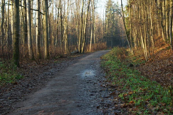 Spazierweg Inmitten Kahler Büsche Herbst Morgensonne — Stockfoto