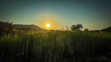 Gün batımında sazlıklar dağda