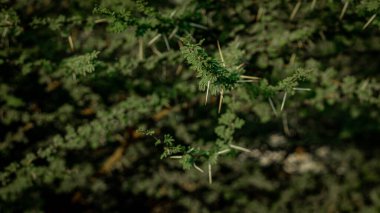 Yeşil yapraklı ağaç