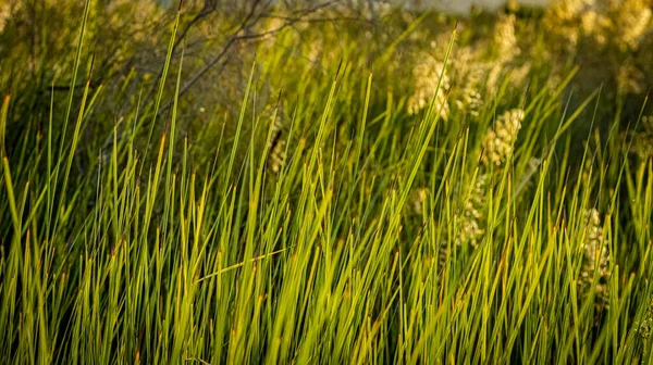 Reeds Wind — Stock Photo, Image