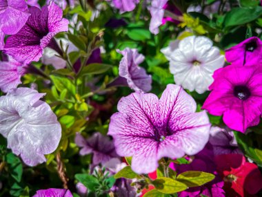 Dubai 'de 2020 Fuarı