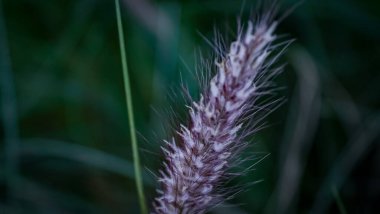 Dubai 'de 2020 Fuarı