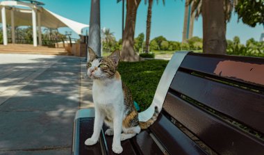 Kedi sokakta oturuyor.