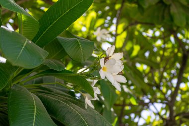 Güzel botanik fotoğrafı, doğal duvar kağıdı.